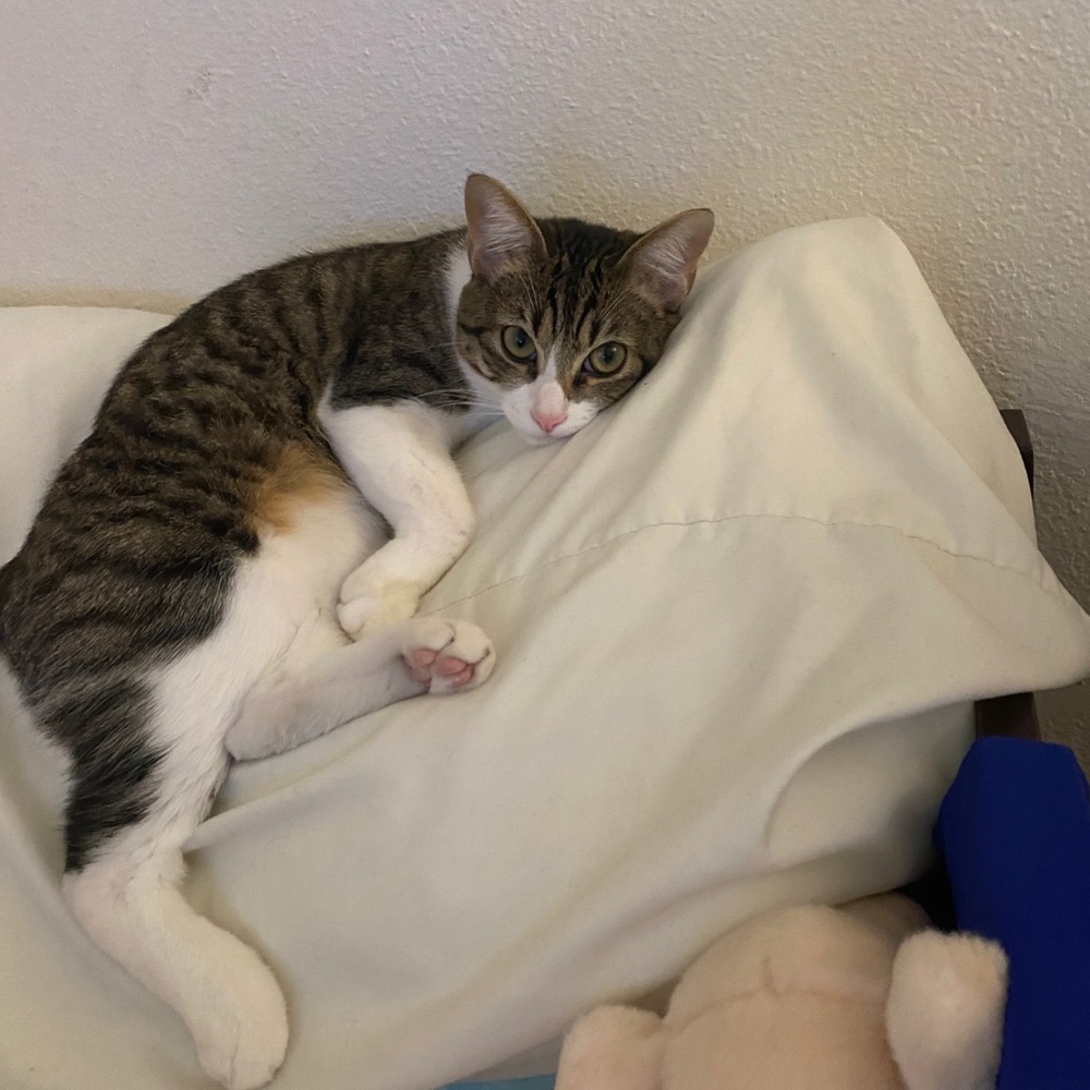 Meet your Posher, Clarissa